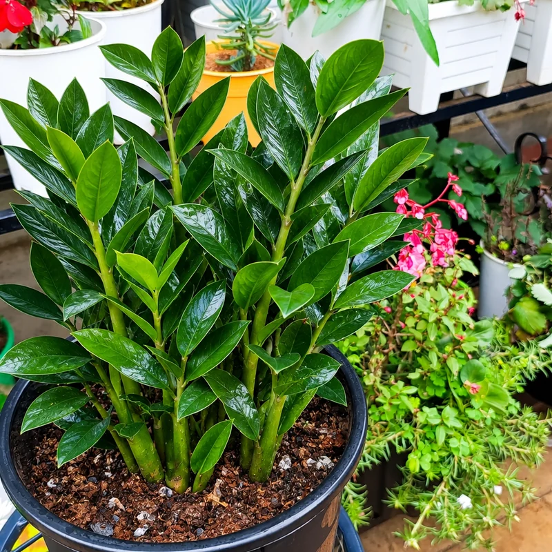 ZZ Plant