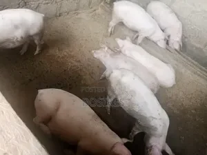Best for Breeding Pigs