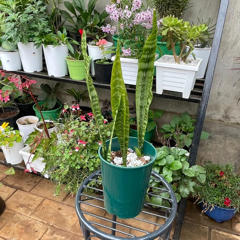 Snake Plant (Sansevieria)