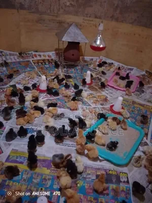 Day Old Chicks Available