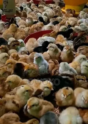 Chicks For Sale