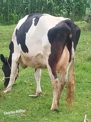 Pedigree Frashian Cow