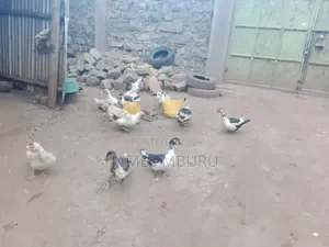 Ducks Eldoret