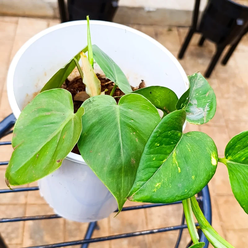 Money Plant (Pothos)