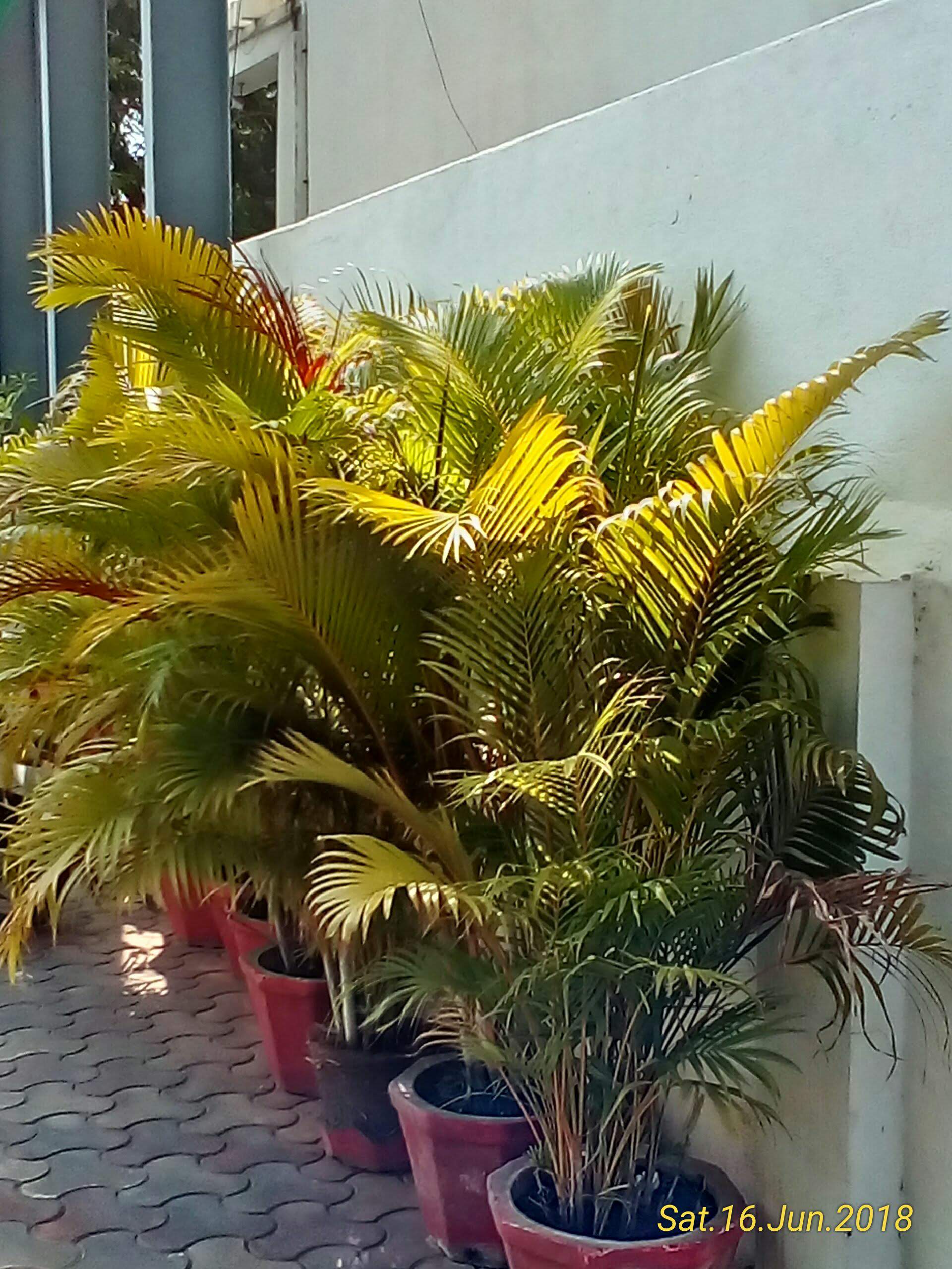 Areca Palm