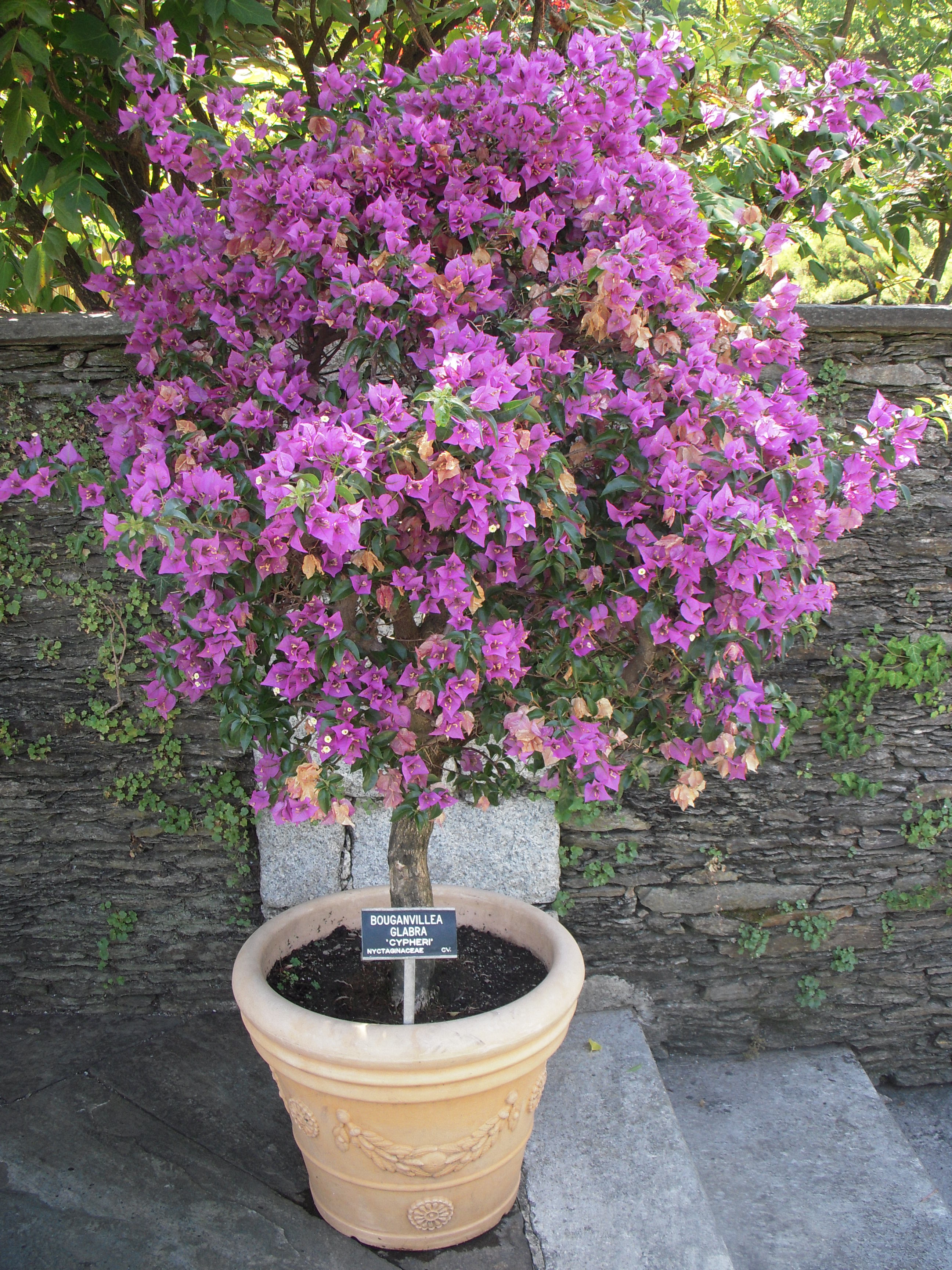Bougainvillea, Potted